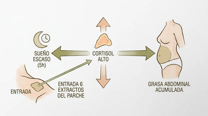Diagrama eje sueño cortisol grasa abdominal con intervención del parche