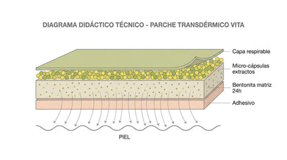 Diagrama capas internas del parche transdérmico VITA con bentonita y extractos